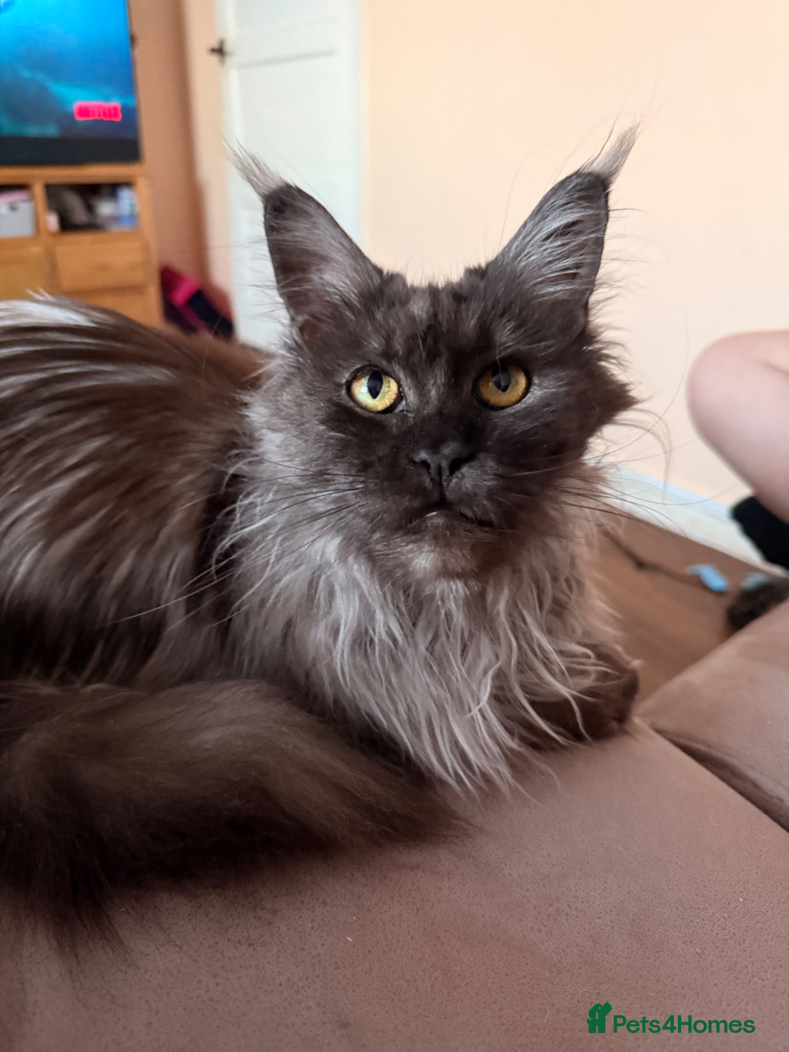 Maine Coon cats Retired Queen TICA registered - Advert 1