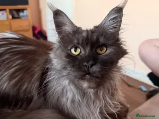 Maine Coon cats Retired Queen TICA registered - Advert 1
