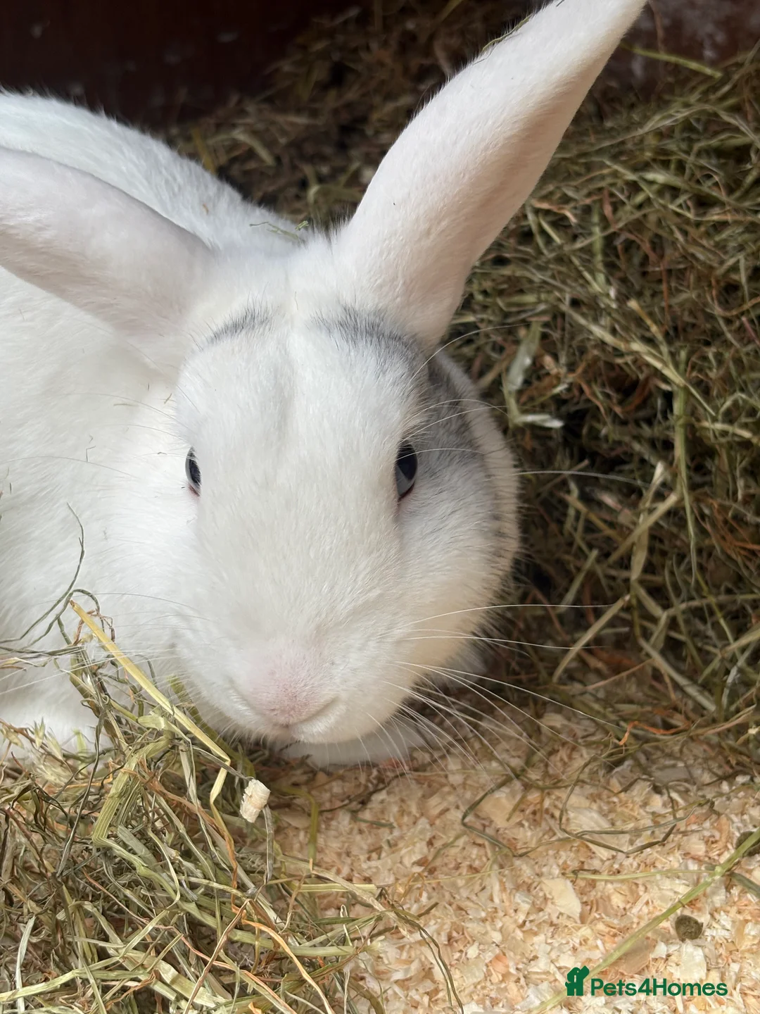 New Zealand rabbits for sale: New Zealand white rabbit  in Tadley - Advert 2