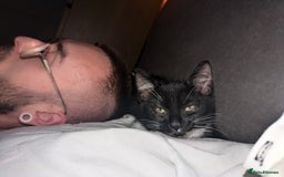 British Longhair cats for sale: 2 Rescue Tuxedo Kittens for adoption  - Image 3