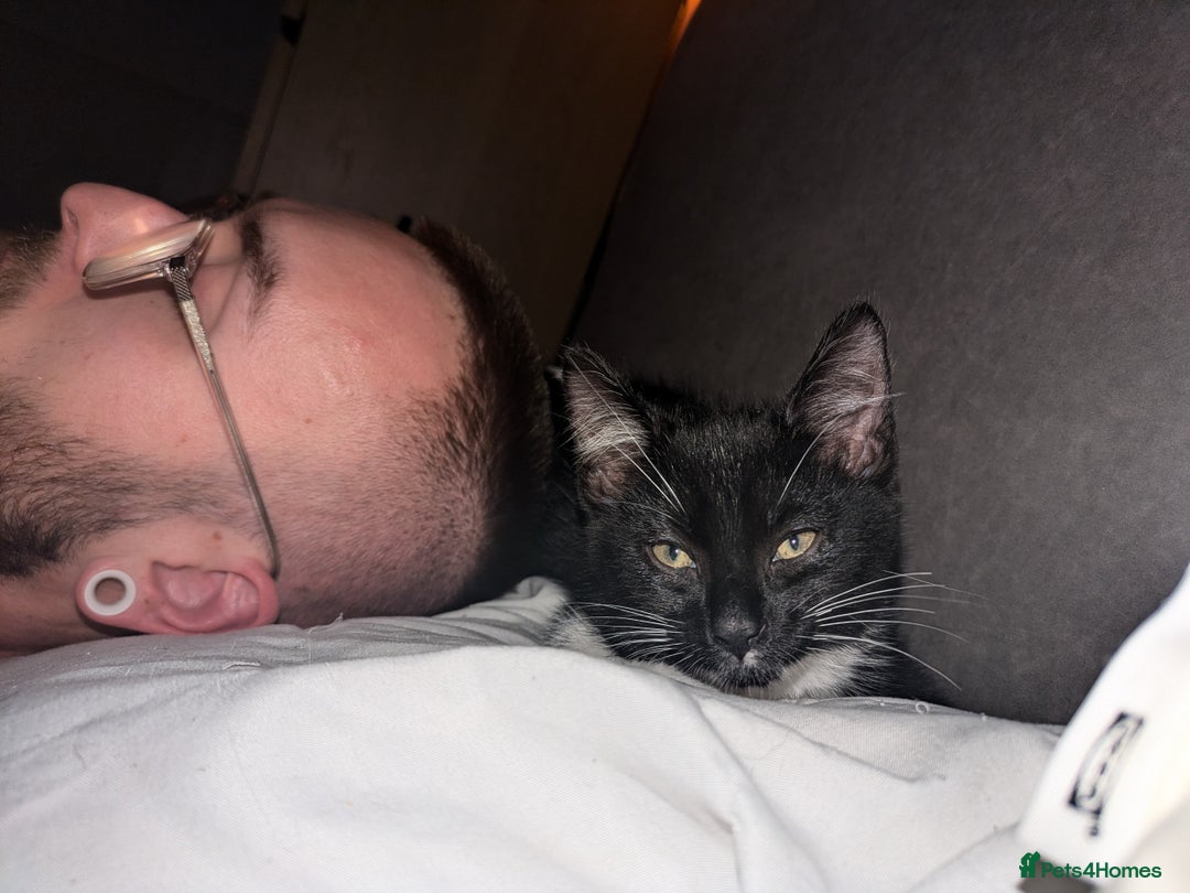 British Longhair cats for sale: 2 Rescue Tuxedo Kittens for adoption  - Image 3
