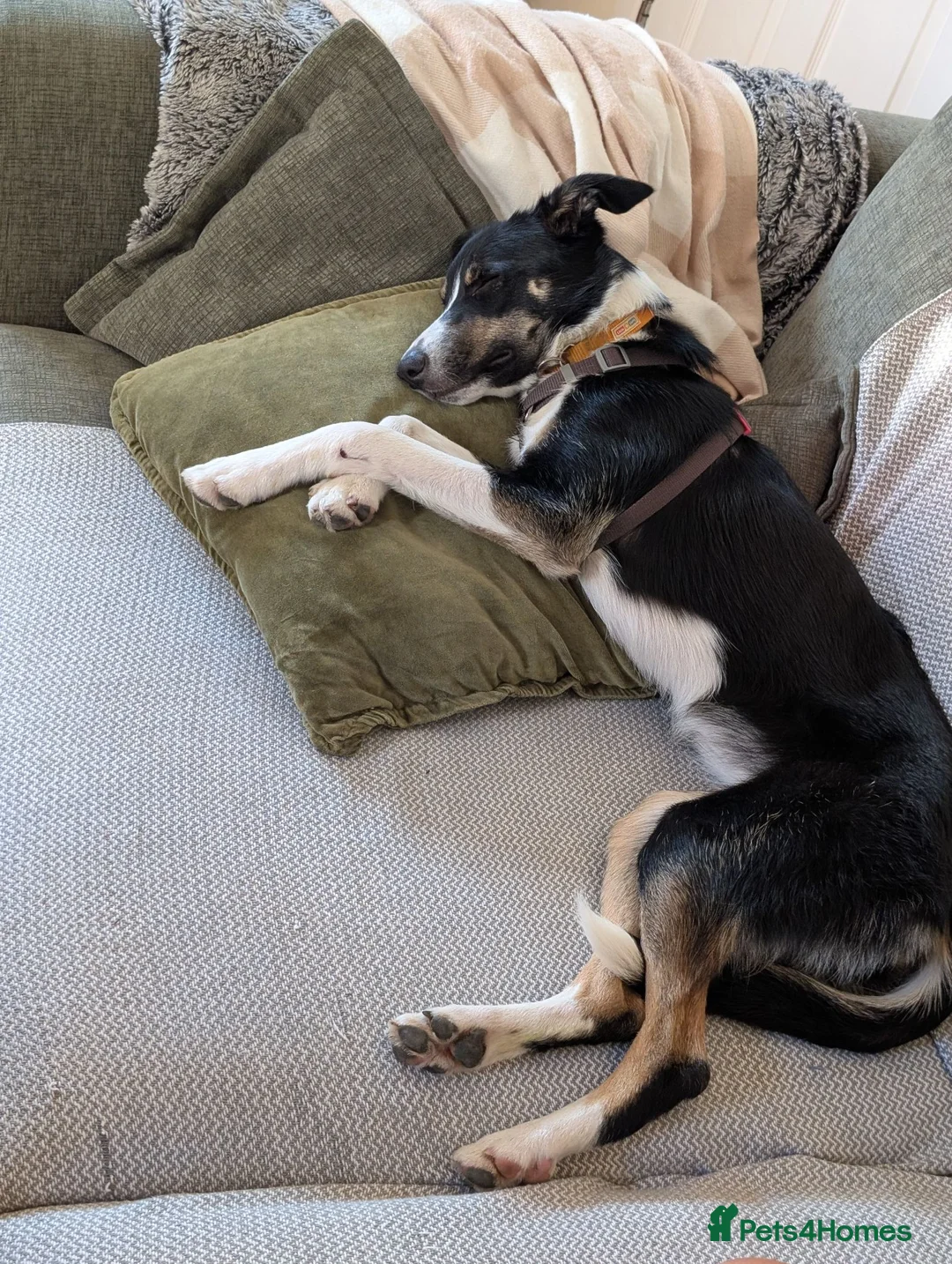 Mixed Breed dogs for sale: Peach ♥️🍑  9 month old Collie Kelpie Cross - Advert 2