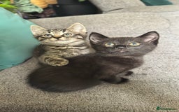 Mixed Breed cats for sale: Stunning kittens (3) - Image 17