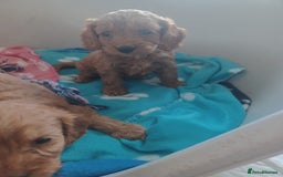 Cockapoo dogs for sale: F1 cockapoo puppies - Image 1