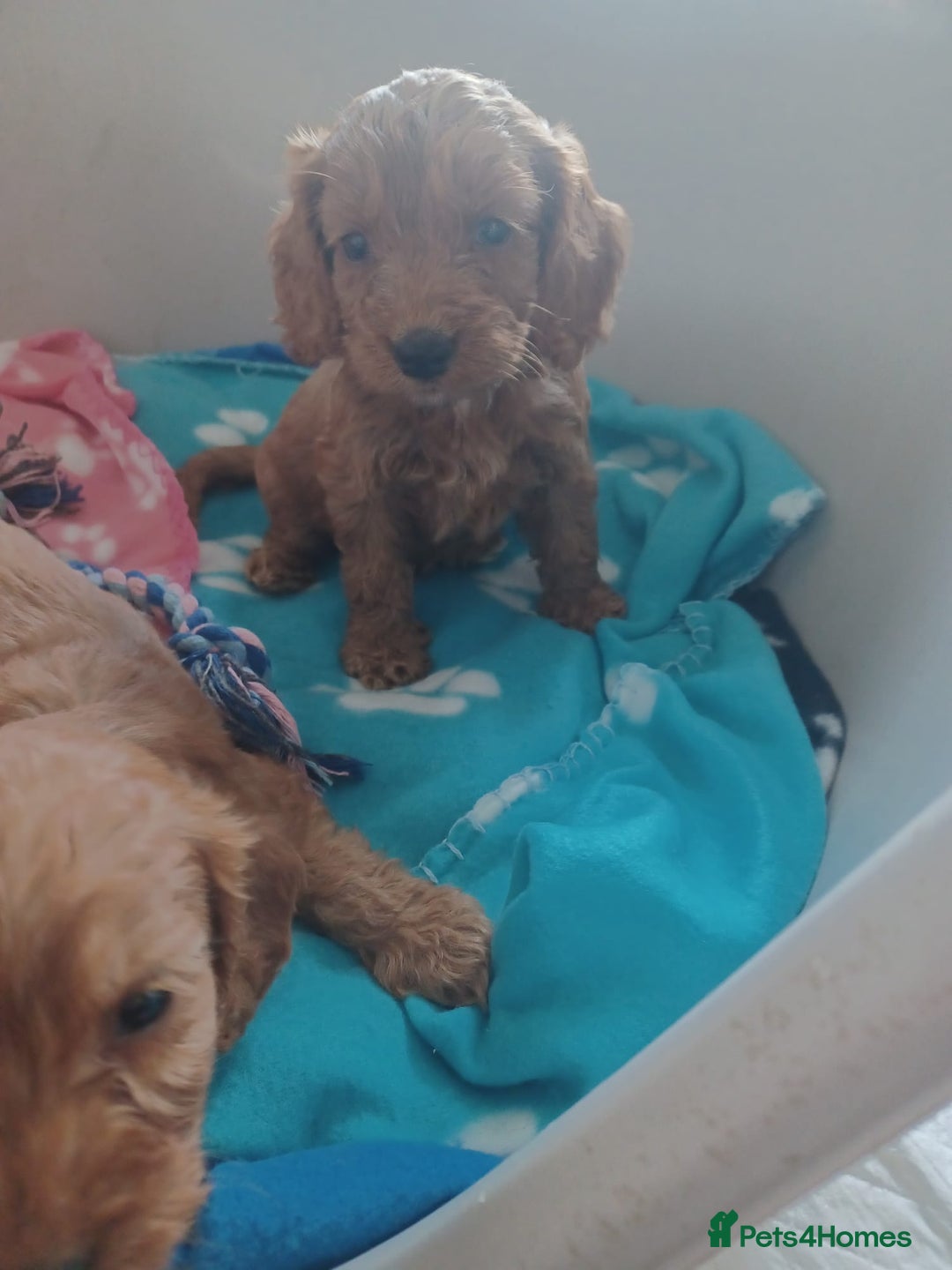 Cockapoo dogs for sale: F1 cockapoo puppies - Image 1