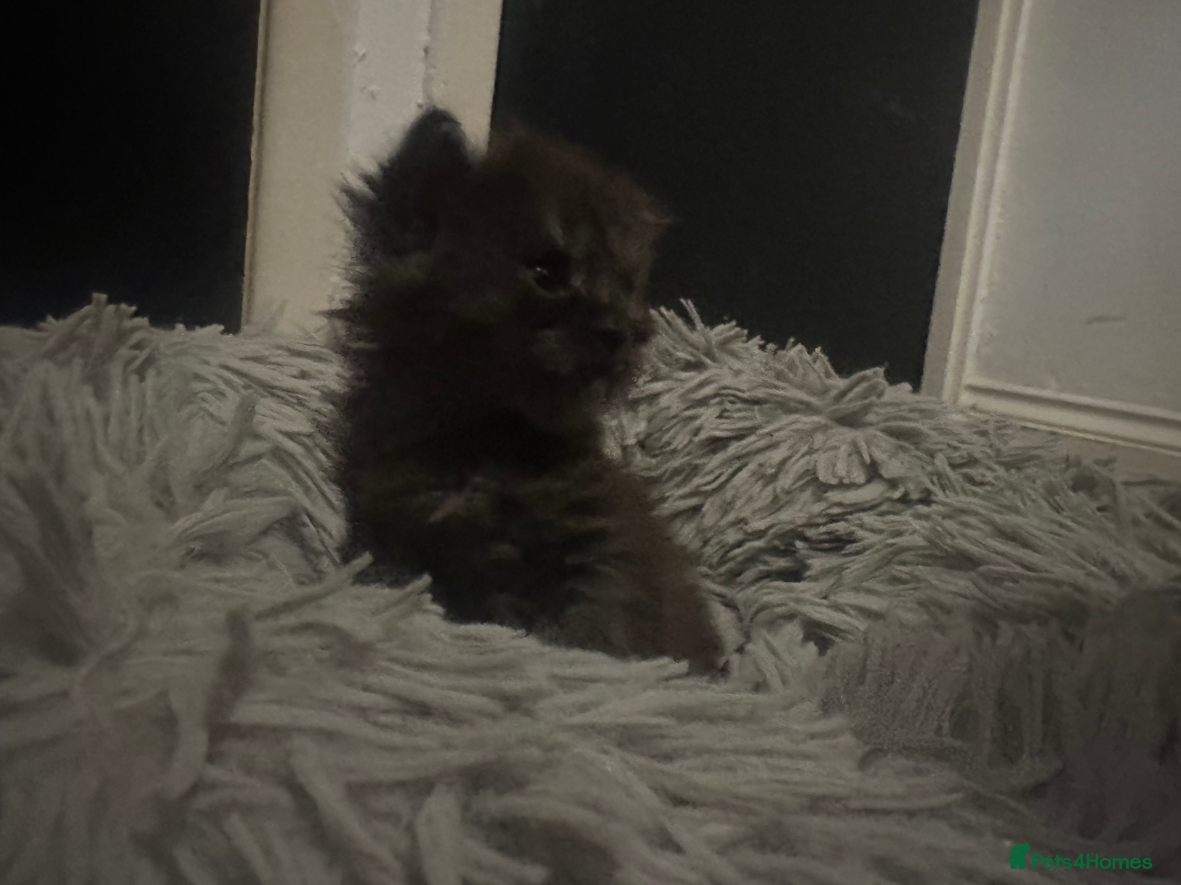 Maine Coon cats ⭐️3 beautiful maincoon kittens looking for  homes  - Advert 2