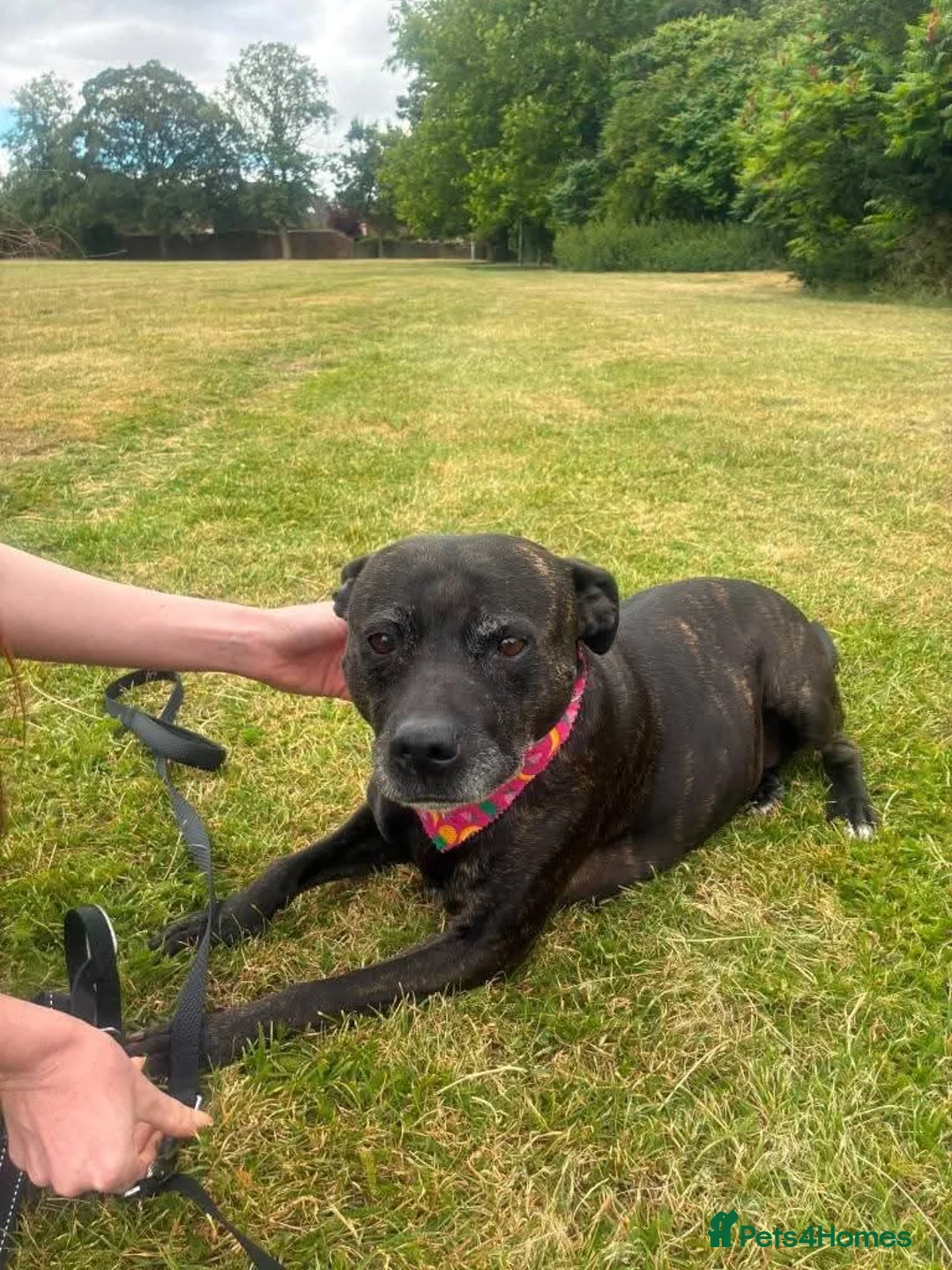 Mixed Breed dogs for adoption: Meer Sunny, currently residing in Cambridge  in Cambridge - Advert 2