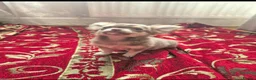 Chihuahua dogs for sale: Long- coat female - Advert 6