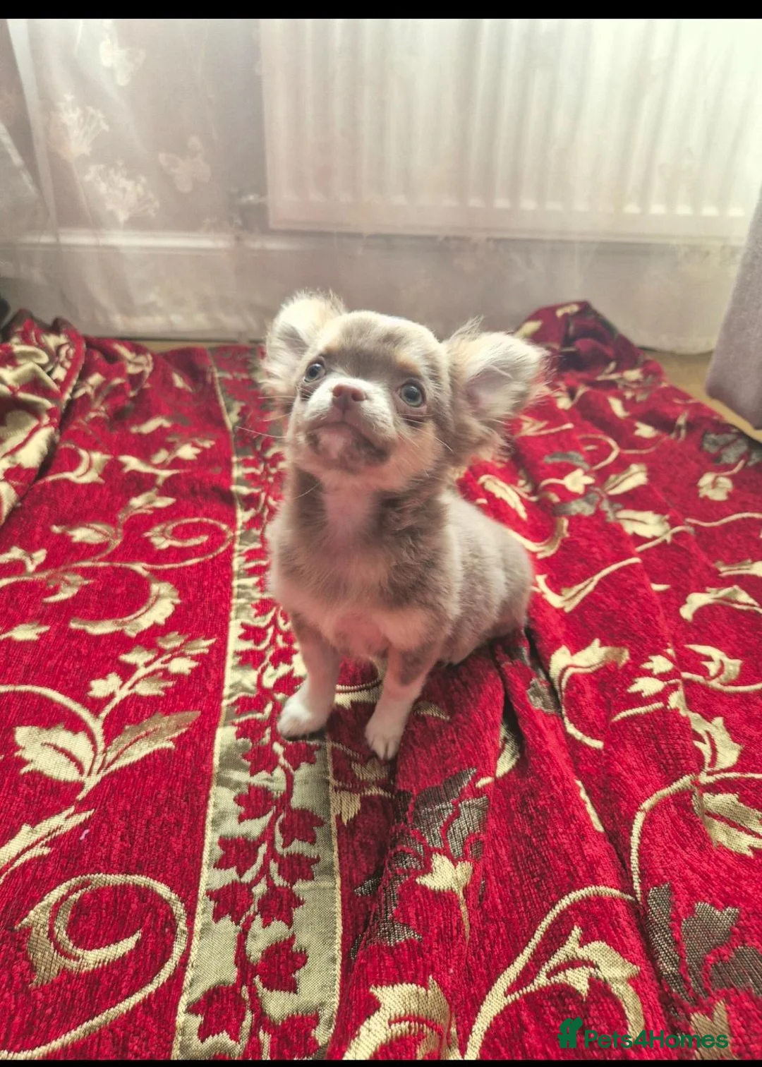 Chihuahua dogs for sale: Long- coat female - Advert 6