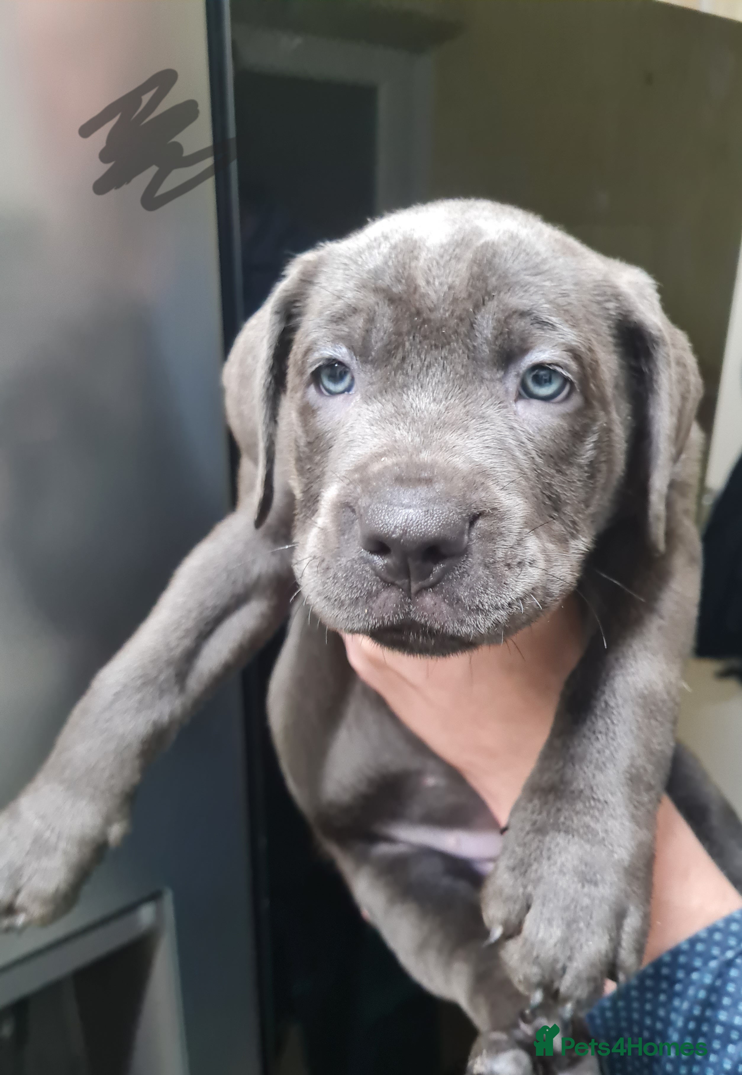 Mixed Breed dogs Presa x cane corso  - Advert 2