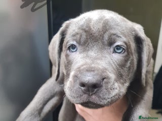 Mixed Breed dogs Presa canario - Advert 1