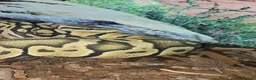 Python Snake reptiles for sale: Male hypo pastel royal python in Thetford - Advert 2