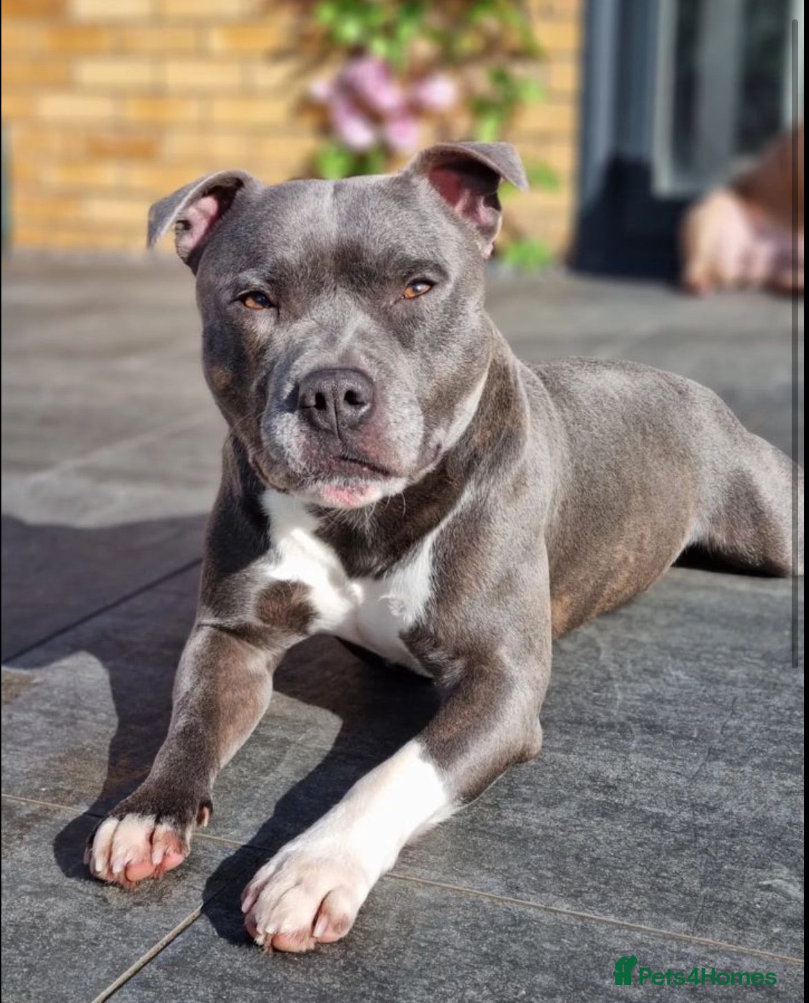 Staffordshire Bull Terrier dogs Proven Staffordshire Bull Terrier for stud in Farnborough - Advert 2