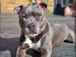 Staffordshire Bull Terrier dogs in Farnborough - Advert 2