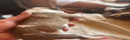 Mixed Breed dogs for sale: Old Tyme x American bulldog  in ELY - Advert 21