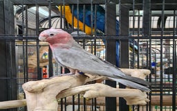 Cockatoo birds for sale: Hand Reared Galah Cockatoos available now - Image 3