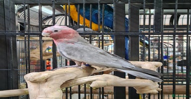 Cockatoo birds - Advert 8