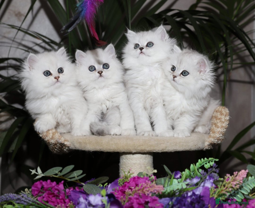 Persian cats for sale: Stunning Chinchilla Persian Kittens-Ready to go 💕 - Advert 1