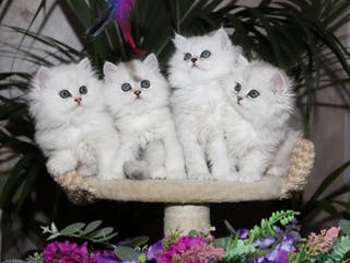 Persian cats Stunning Chinchilla Persian Kittens-Ready to go 💕 - Advert 4