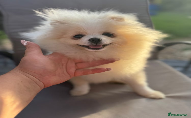 Pomeranian dogs - Advert 2