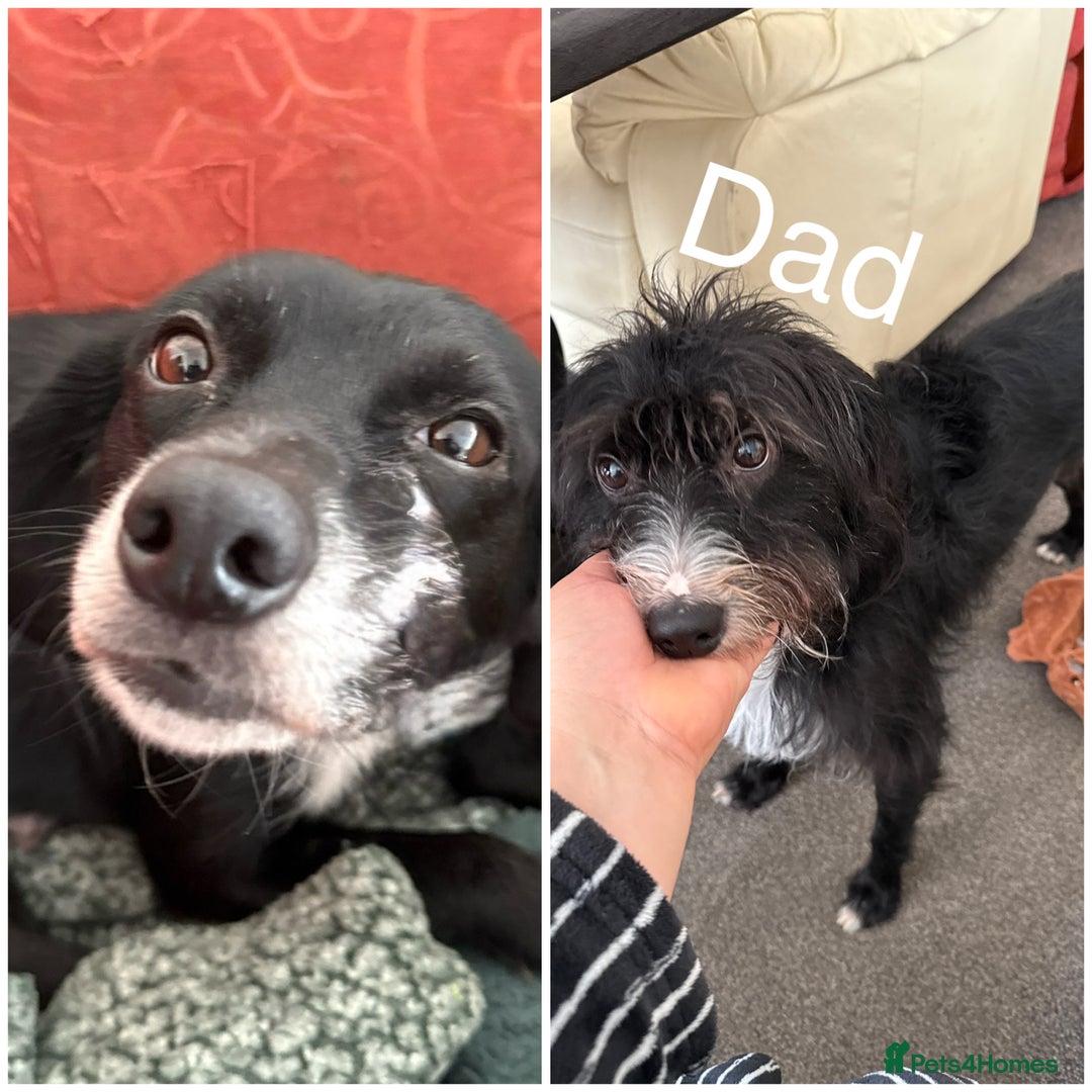 Mixed Breed dogs for sale: 5 gorgeous bordoodleXpatterspaniel - Image 13
