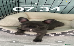 French Bulldog dogs for sale: Stunning Blue French bulldog  - Image 2