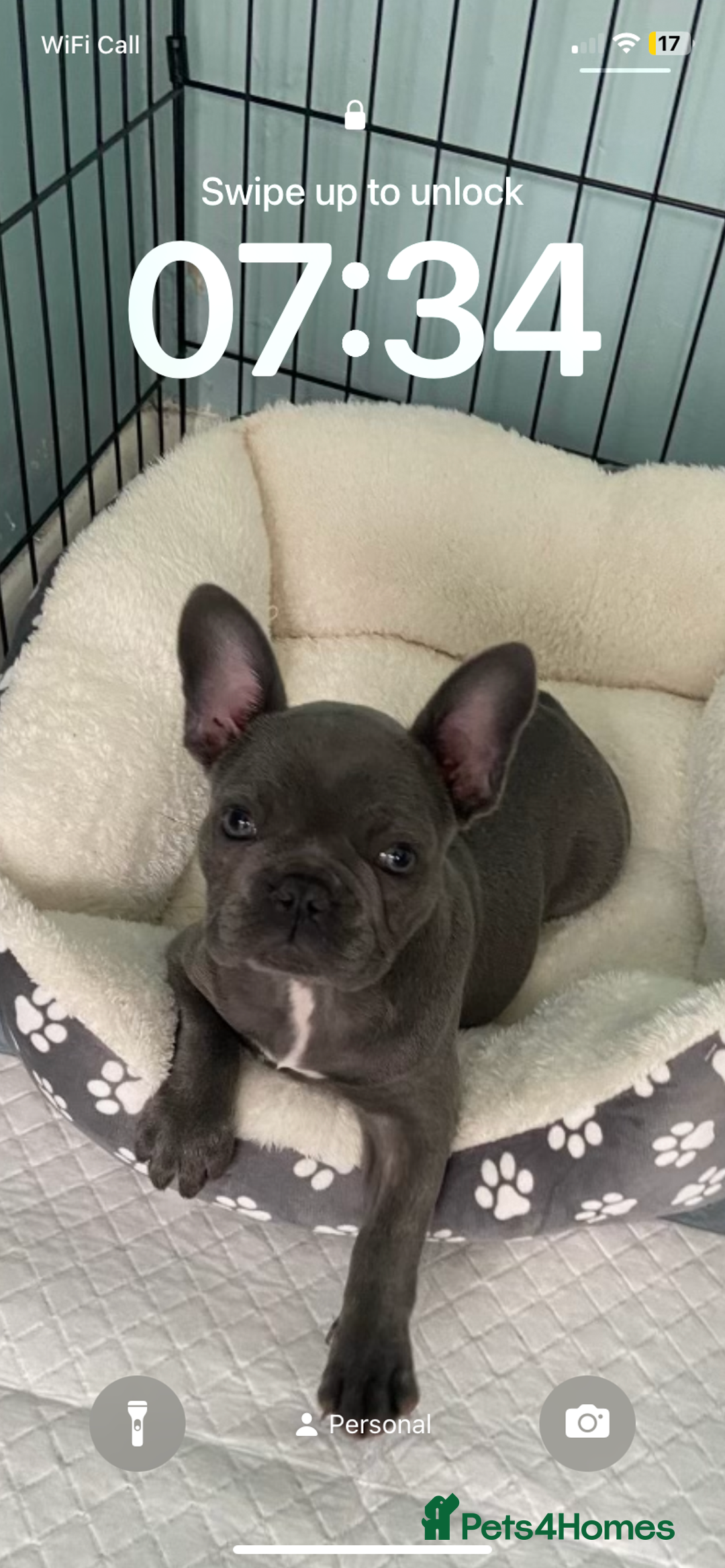 French Bulldog dogs for sale: Stunning Blue French bulldog  - Image 2