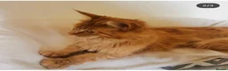 Maine Coon cats for sale: Red Maine Coon  in Etchingham - Advert 6
