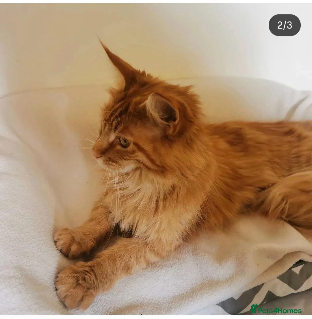 Maine Coon cats for sale: Red Maine Coon  in Etchingham - Advert 6