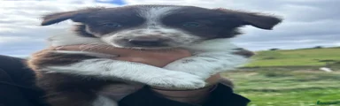 Border Collie 2