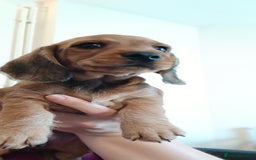 Dachshund dogs for sale: Mini dachshund  - Image 3
