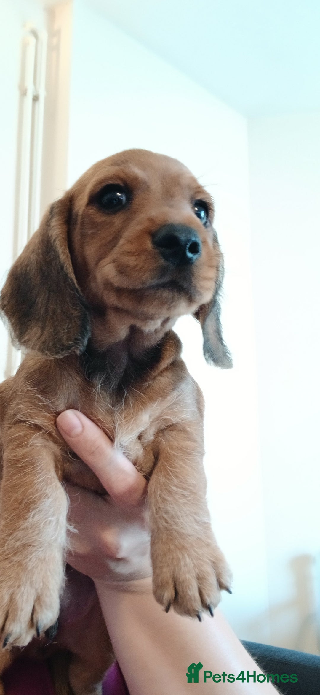 Dachshund dogs for sale: Mini dachshund  - Image 3