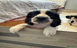 Cocker Spaniel dogs for sale: AMAZING COCKER SPANIEL PUPPIES READY NOW!  - Image 5