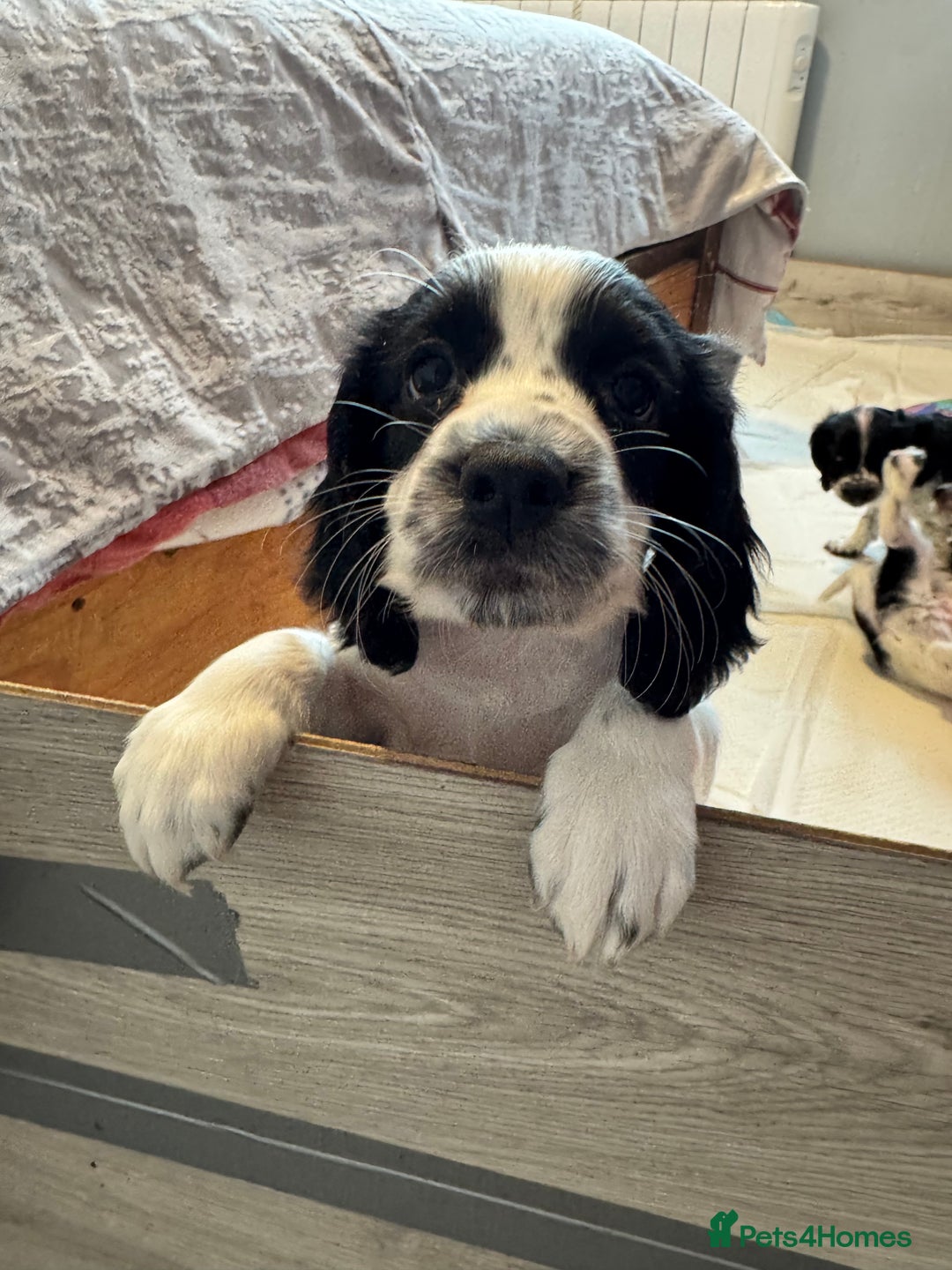 Cocker Spaniel dogs for sale: AMAZING COCKER SPANIEL PUPPIES READY NOW!  - Image 5