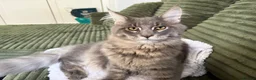 Maine Coon cats for sale: Beautiful full breed blue silver tabby Maine coon - Advert 4