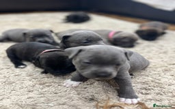 Staffordshire Bull Terrier dogs for sale: 🏅🏆 CHAMPION PLAY BOY BLUE&BLACK STAFFY PUPS - Image 13