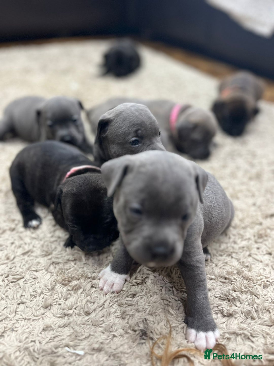Staffordshire Bull Terrier dogs for sale: 🏅🏆 CHAMPION PLAY BOY BLUE&BLACK STAFFY PUPS - Image 13