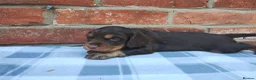 Cocker Spaniel dogs for sale: Cocker Spaniel Puppies  - Advert 6