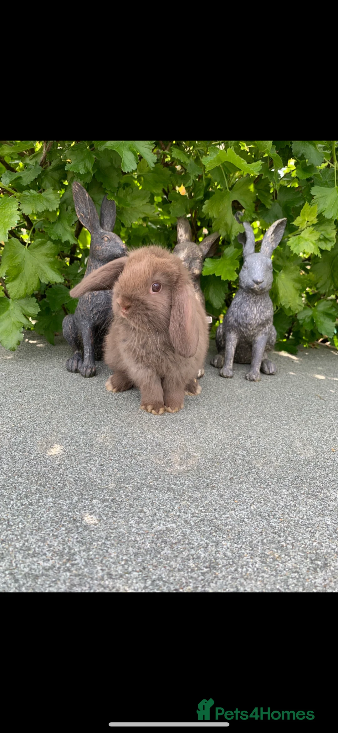 Mini Lop rabbits for sale: Baby Mini Lop Eared Rabbits For Sale R/T/Leave Now in Chester-le-Street - Advert 2