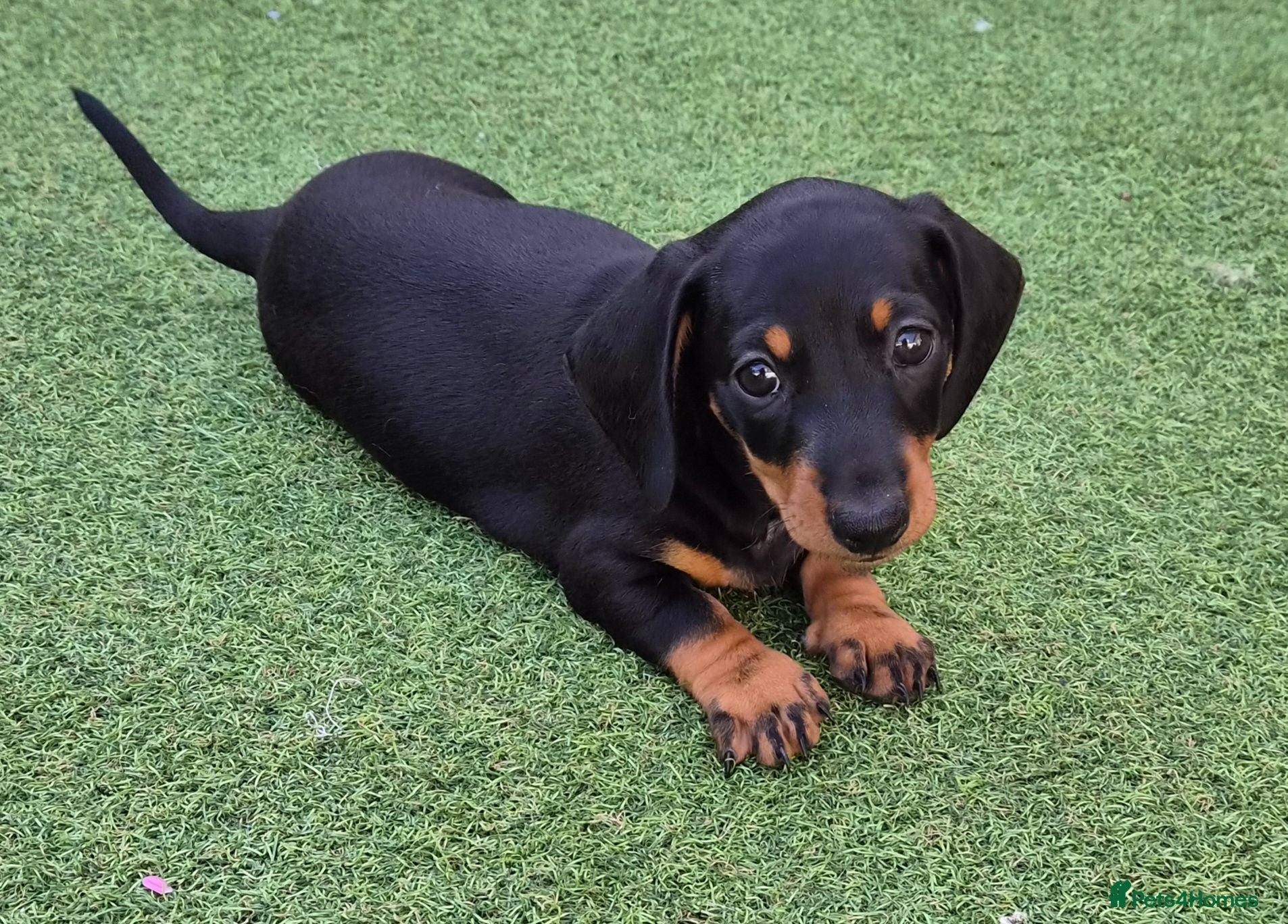 Miniature Dachshund dogs 1 boy black and tan minature left - Advert 16
