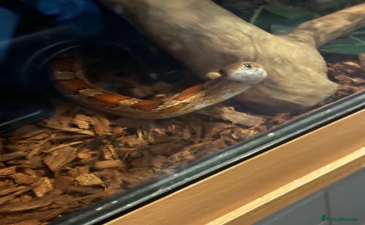 Snake reptiles - Advert 1