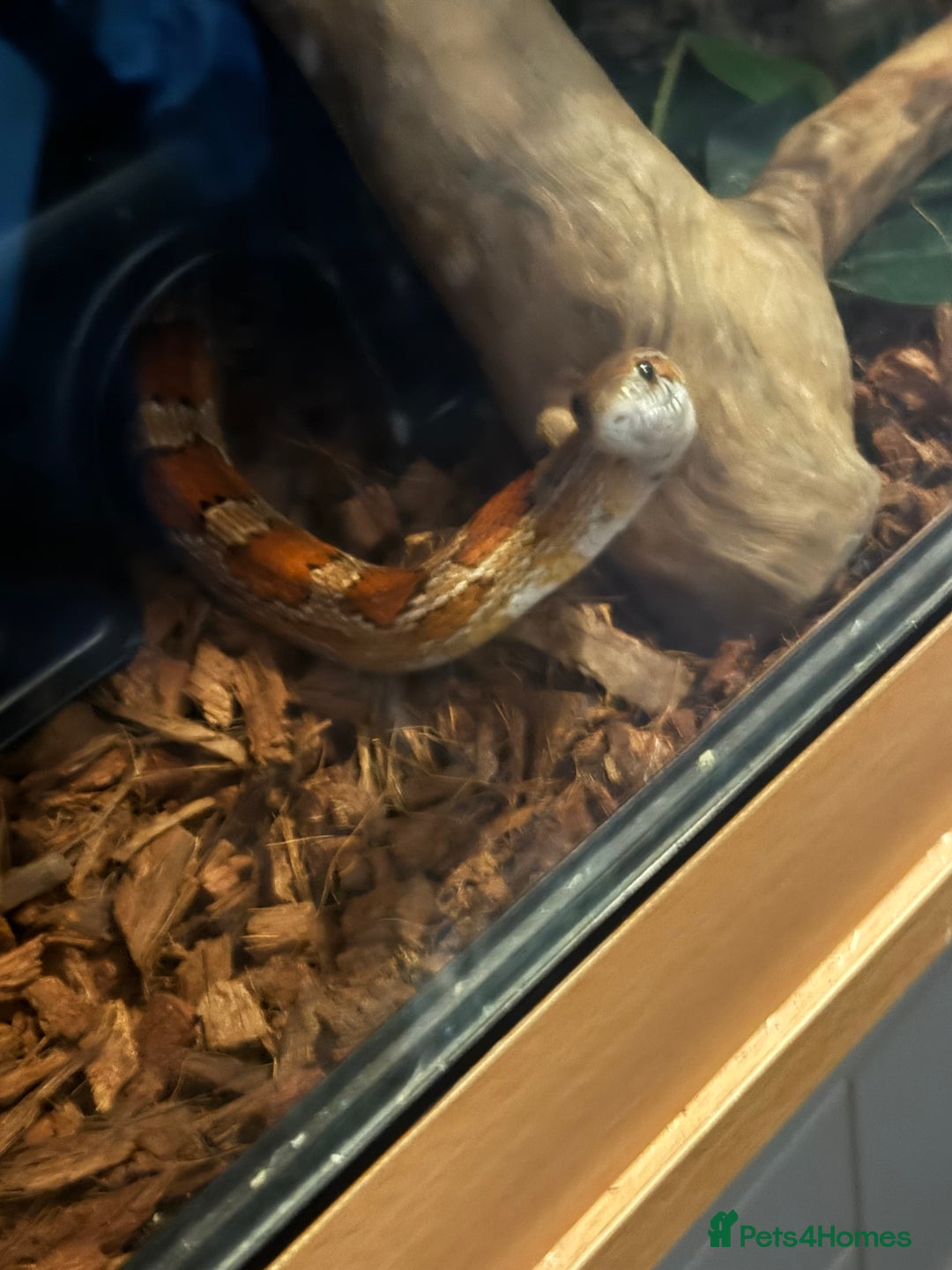 Snake reptiles for sale: Collection of snakes - Image 1