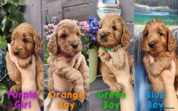 Cockapoo dogs for sale: Beautiful F1 Cockapoo Puppies - 3 boys 1 girl - Image 1