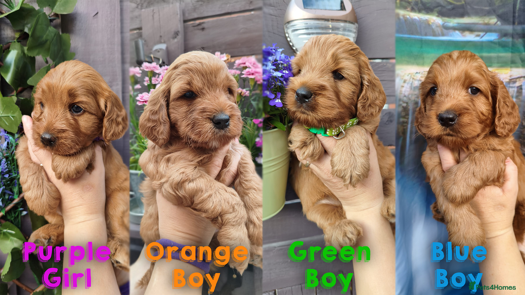 Cockapoo dogs for sale: Beautiful F1 Cockapoo Puppies - 3 boys 1 girl - Image 1