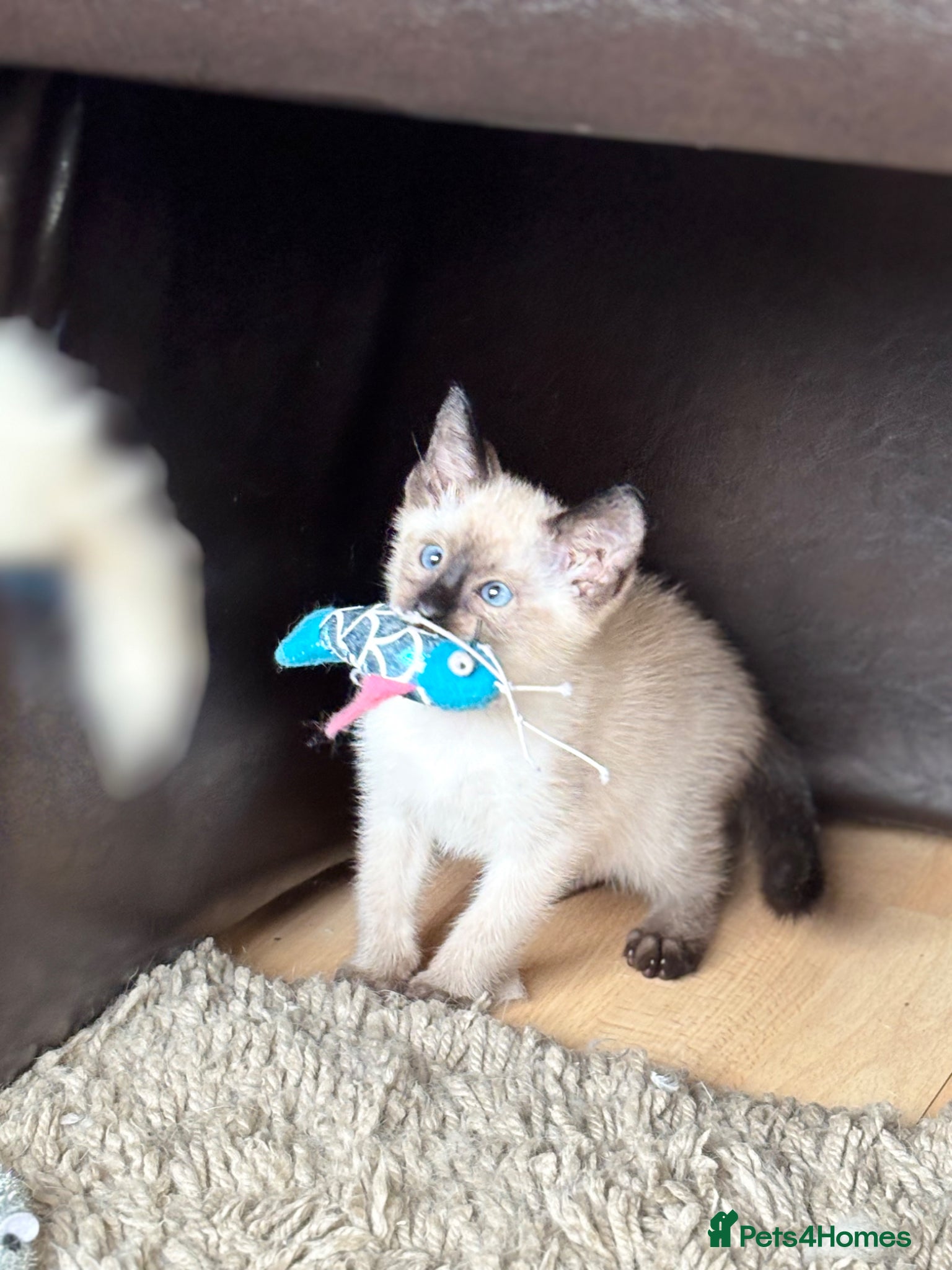 Siamese cats for sale: Stunning Siamese kittens  - Advert 15