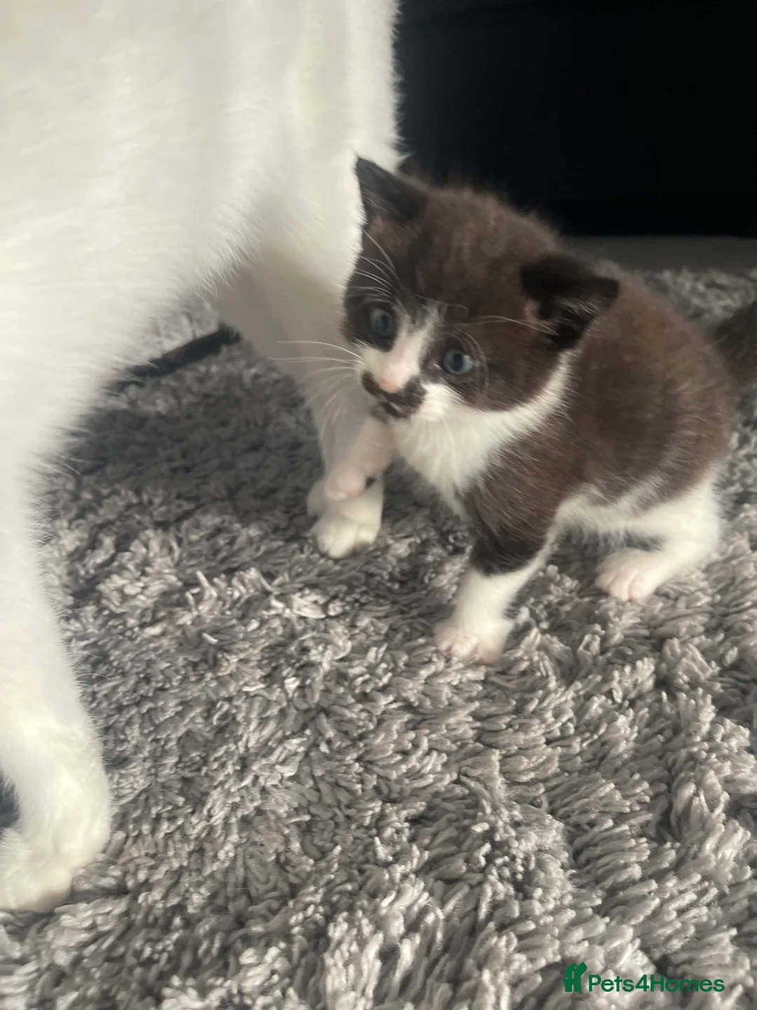 Mixed Breed cats for sale: Beautiful boy kitten - Advert 2