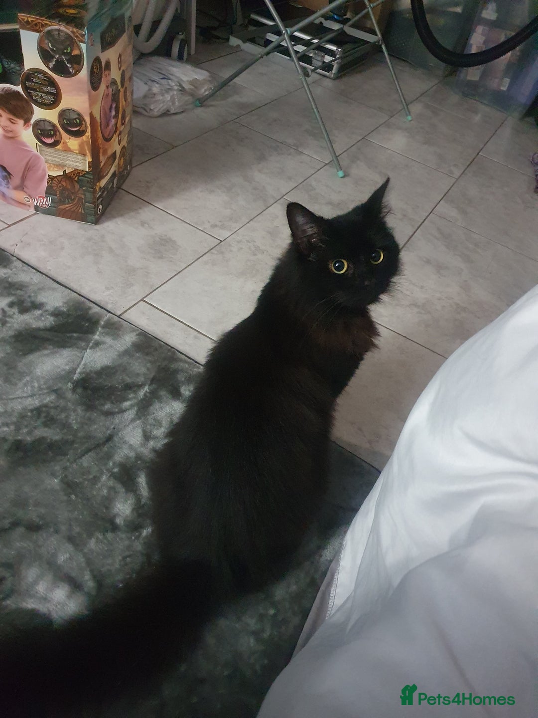 Mixed Breed cats for sale: Beautiful black cat 1 year old read description 🙏 - Advert 12