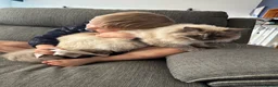 Ragdoll cats for sale: Tortoiseshell Ragdoll Cat - Advert 5