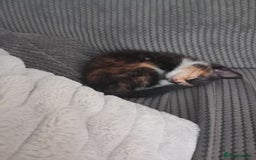 Mixed Breed cats for sale: 3 bengal half tabby.And 4 tabby half ragdol.  - Image 3