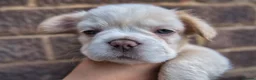 French Bulldog dogs for sale: FLUFFY FRENCHY:ISABELLA/LILAC/PLATINUM-KC&DNA CERT - Advert 19